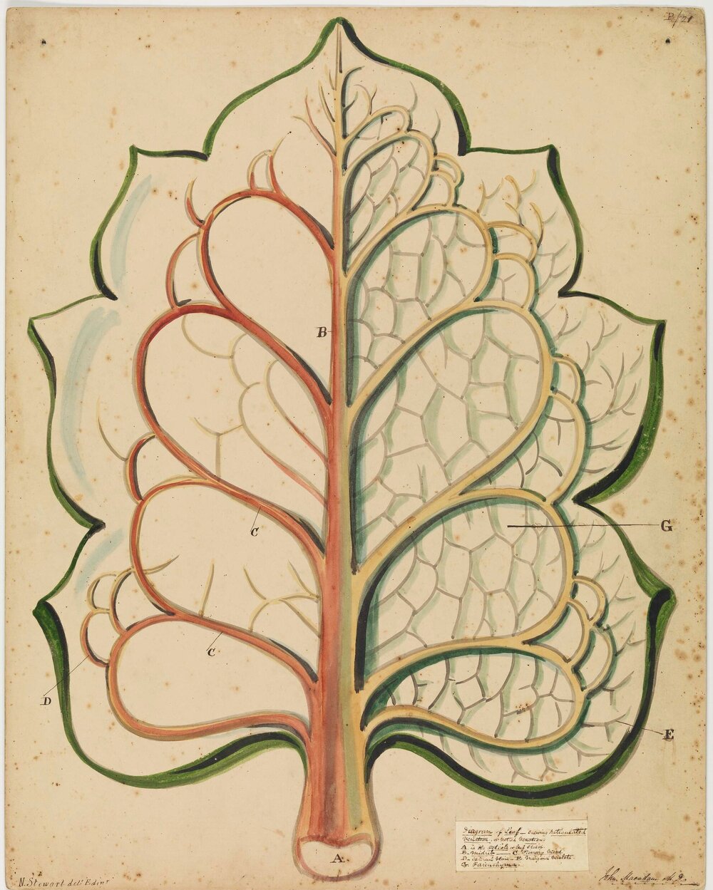 Diagram of leaf