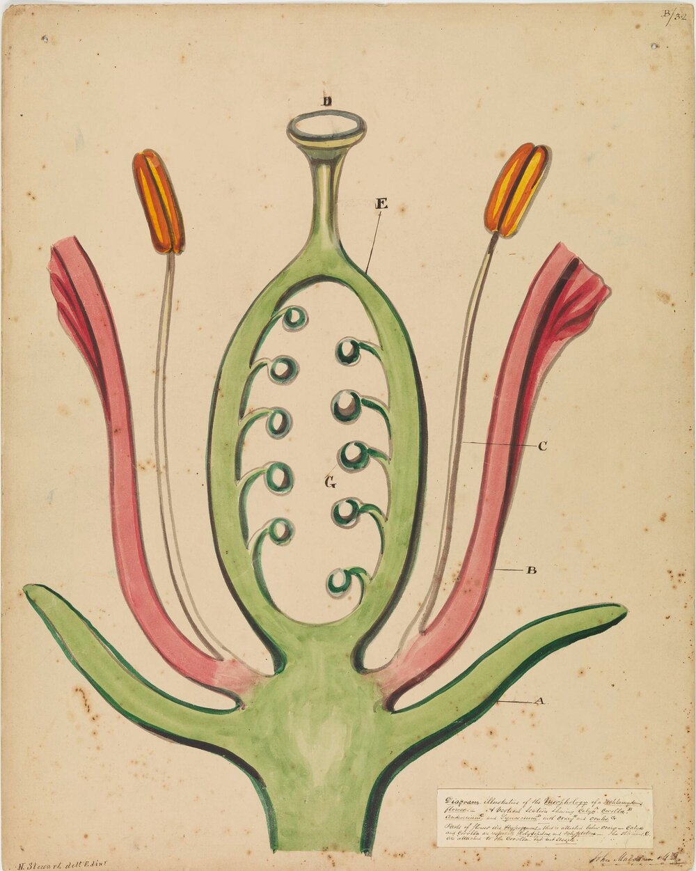 Diagram, illustrative of the morphology of a dichlamydeous flower