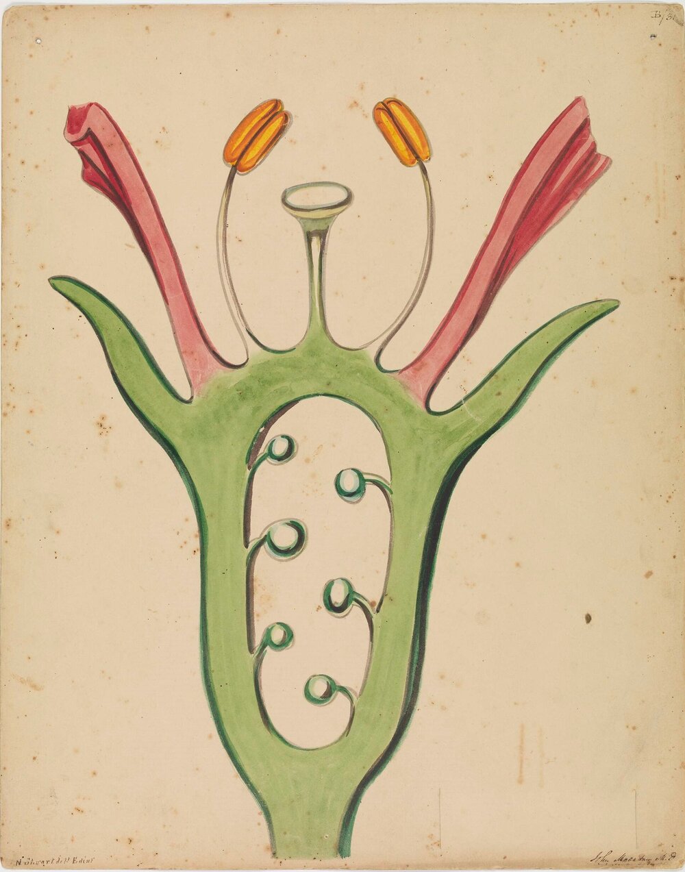 [Untitled botanical drawing of flower]