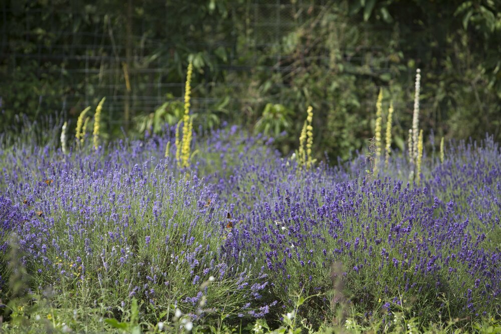 [Lavendar]