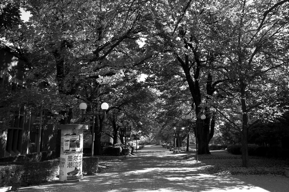 Parkville during COVID lockdown - Looking down west down Masson Rd from Swanston St - Monochrome