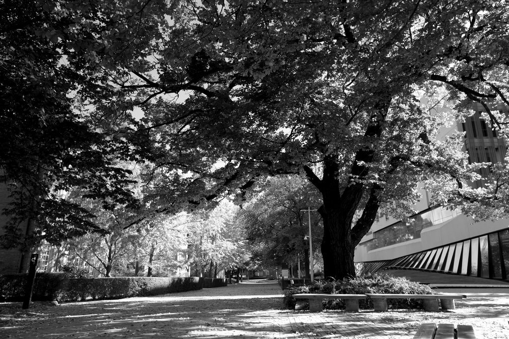Parkville during COVID lockdown - Looking west down Masson Rd with south east corner of Glyn Davis Building visible - Monochrome