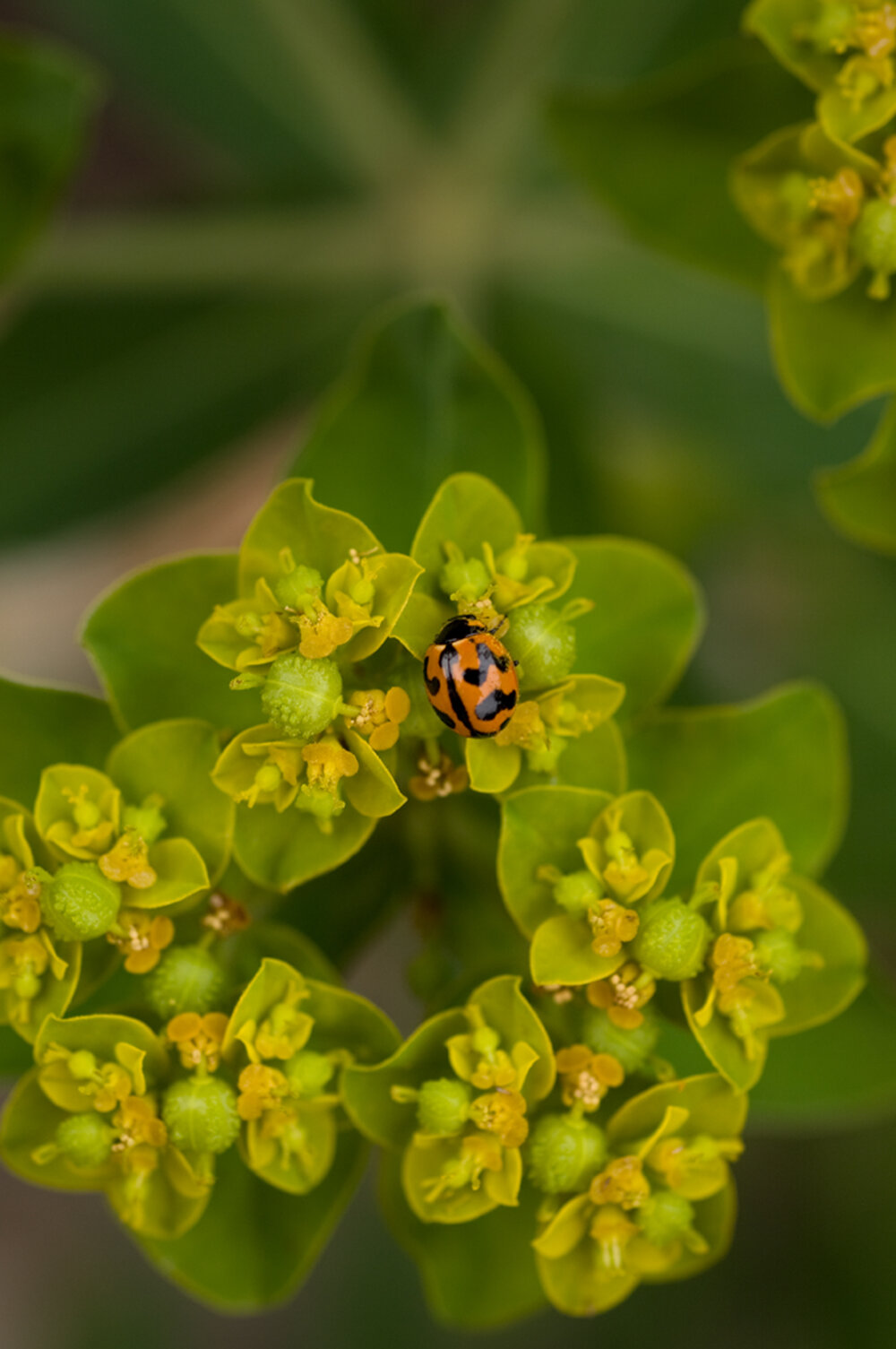 STOC_0017
