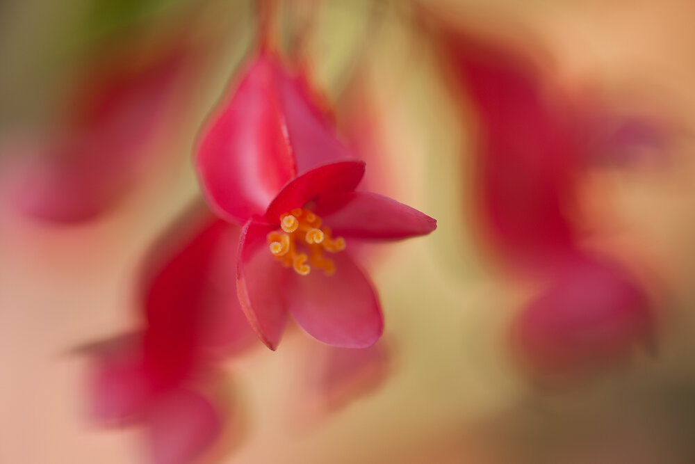 STOC_0033
