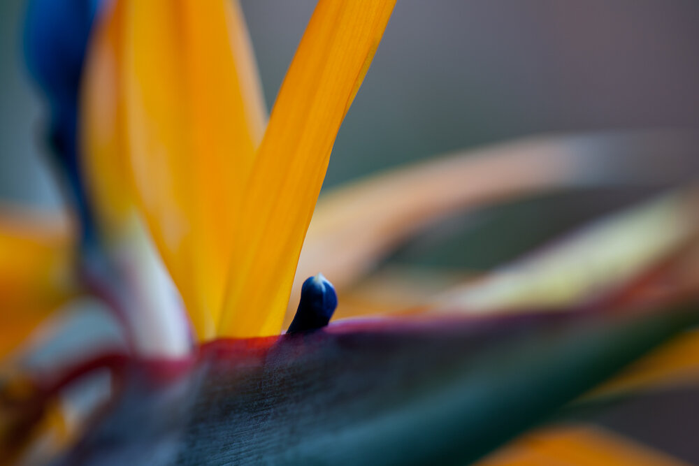 STOC_0077