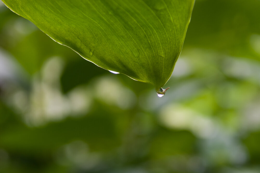 STOC_0080