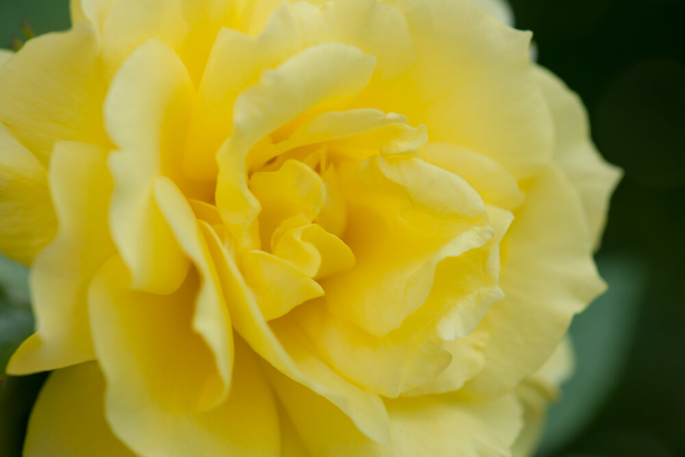 STOC_0081