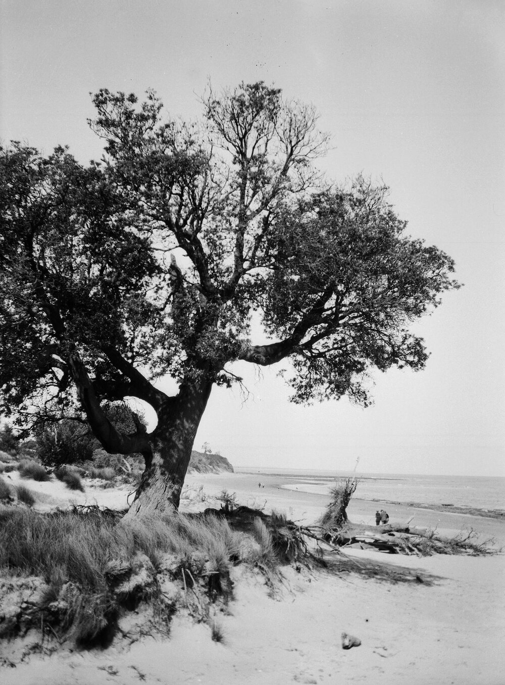 View of Coles Beach, Merricks, Victoria