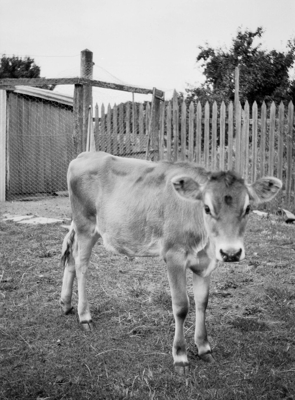 Calf, Mornington Peninsula, Victoria