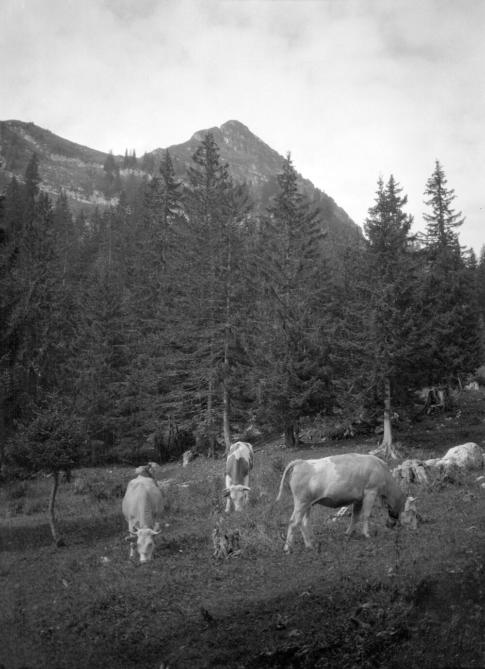 Scene near Leysin, Dent de Jaman or Saint-Maurice, Switzerland