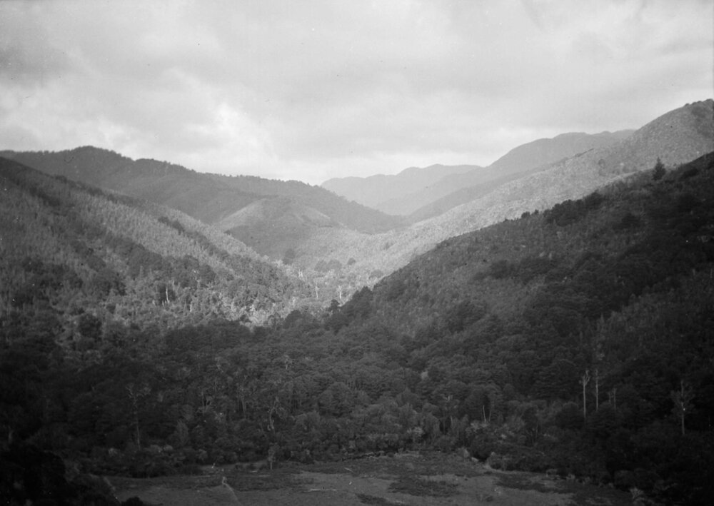 Unidentified forest and rural scenery in New Zealand