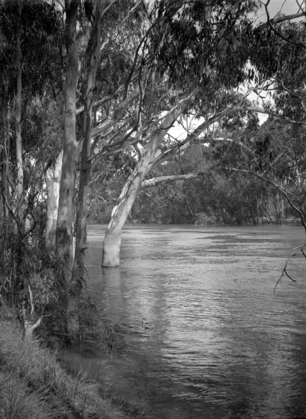 A river scene at or near Shepparton, Victoria
