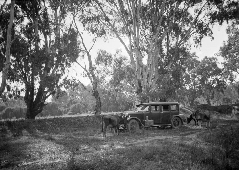 Inquisitive cows gathered around a car in bushland, possibly in Gippsland, Victoria in 1934