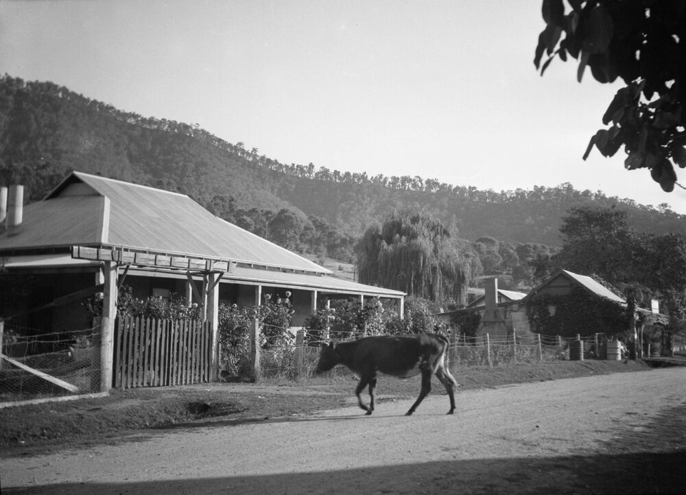 Houses and a wandering cow in Mitta Mitta, Gippsland, Victoria