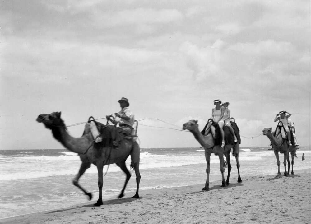 People riding camels along Southport Main Beach, Queensland