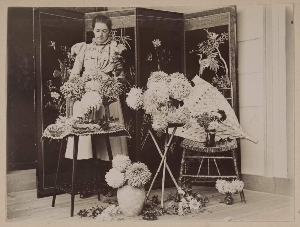 Chrysanthemums Harleston