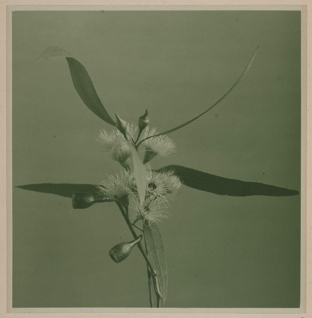 Euc. Leucoxylon Var. Macrocarpa