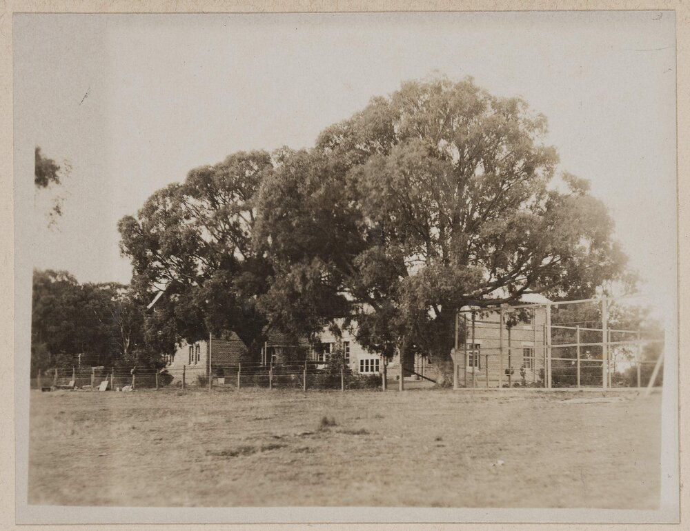 [View of large trees bordering Flint Hill House, Woodend]