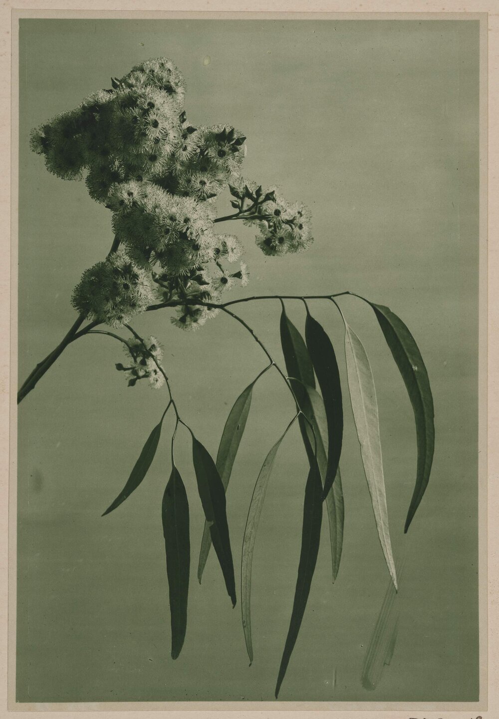 Euc. Paniculata