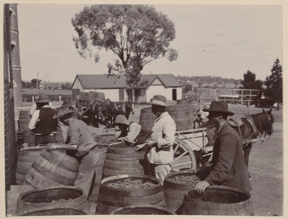 Receiving and weighing the grapes, Mount Ophir
