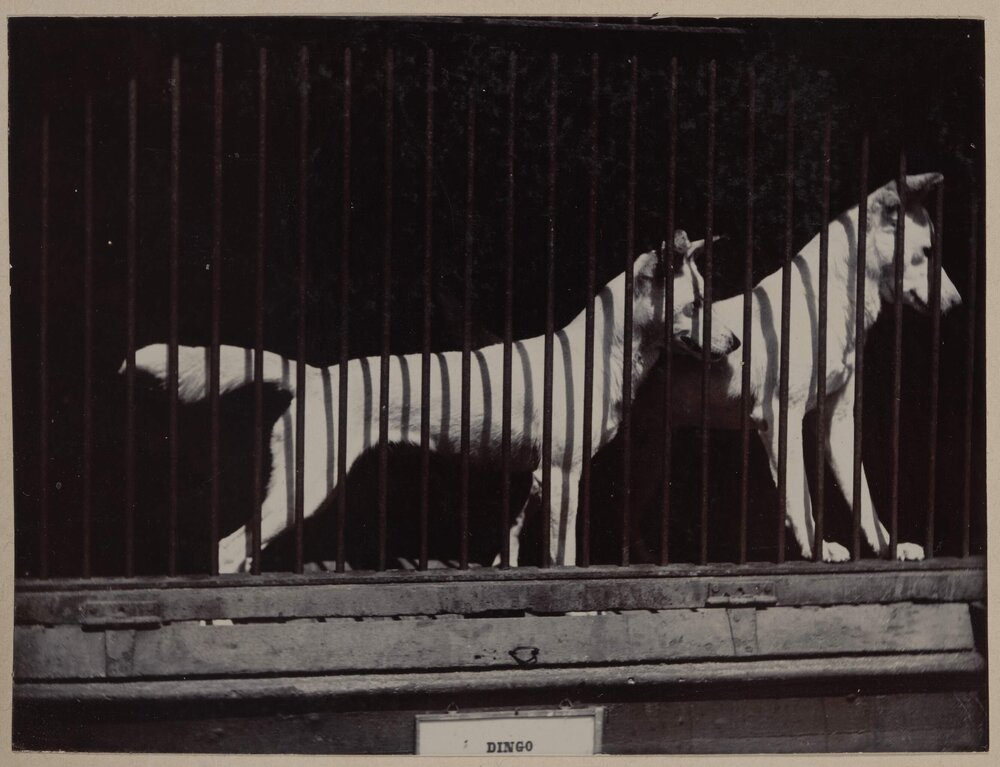 Inmates of the Zoo, Melbourne