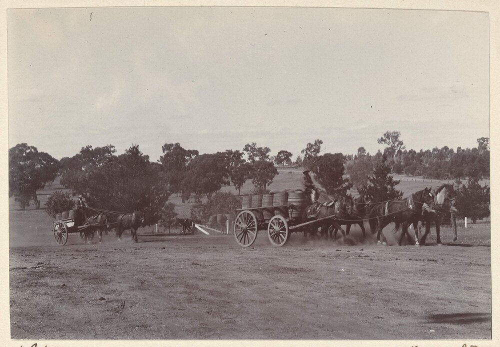 Bringing the grapes to the cellars