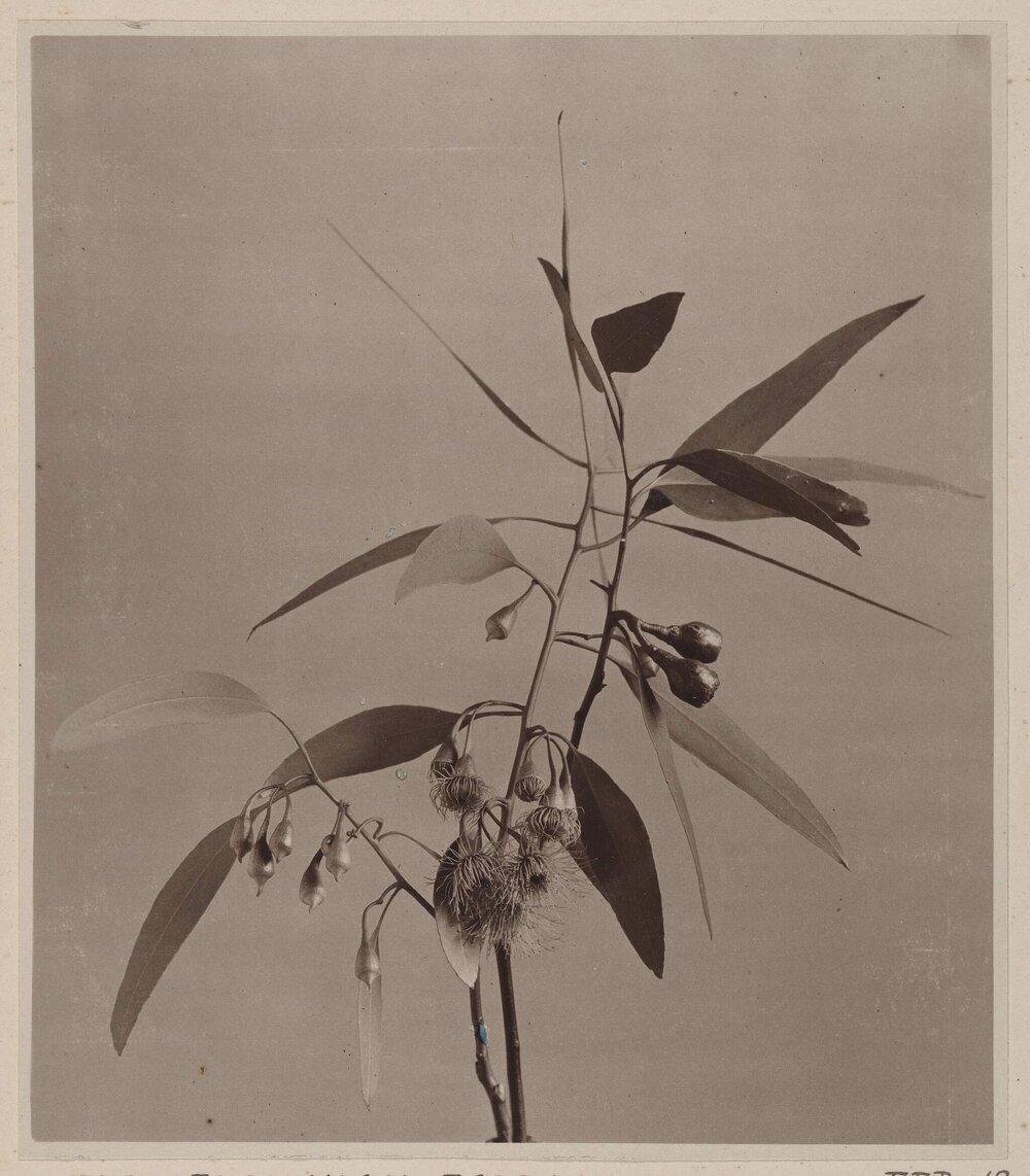 Euc. Leucoxylon Rosea