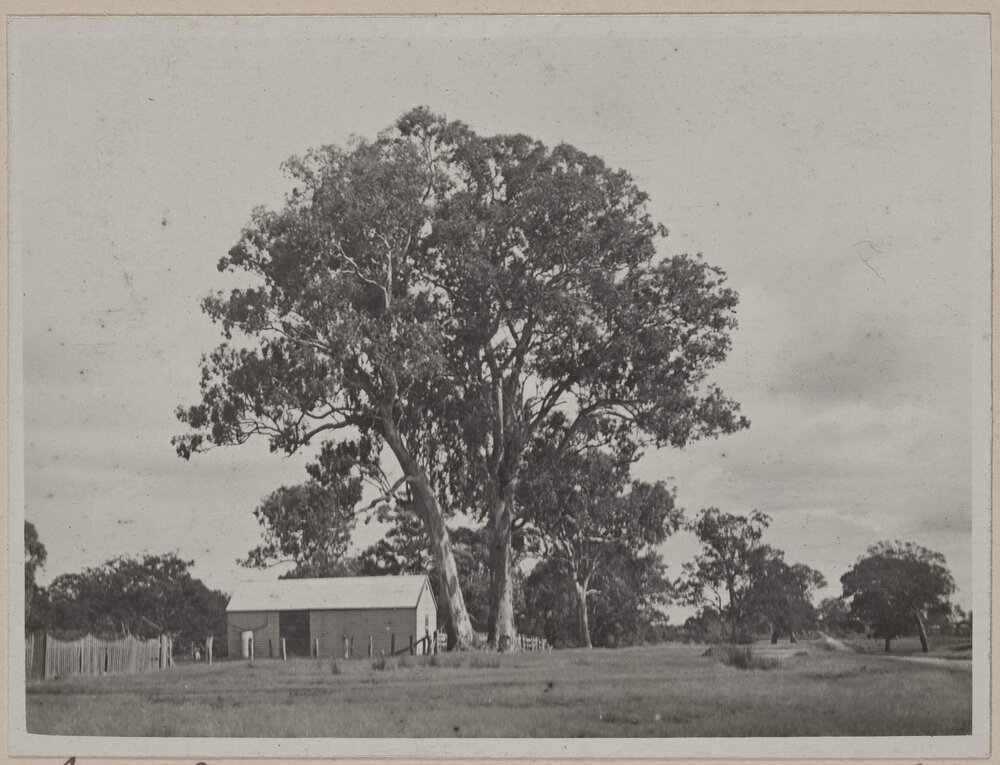Red Gums on the Dandenong Road