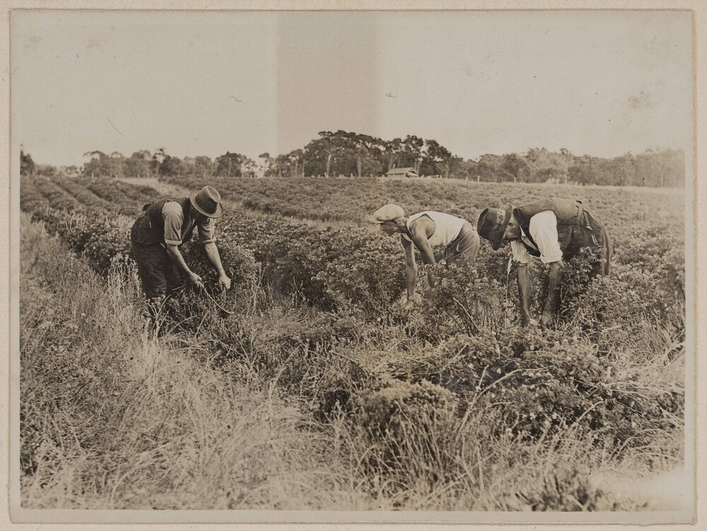 [Harvesting] Germanium Westerfield