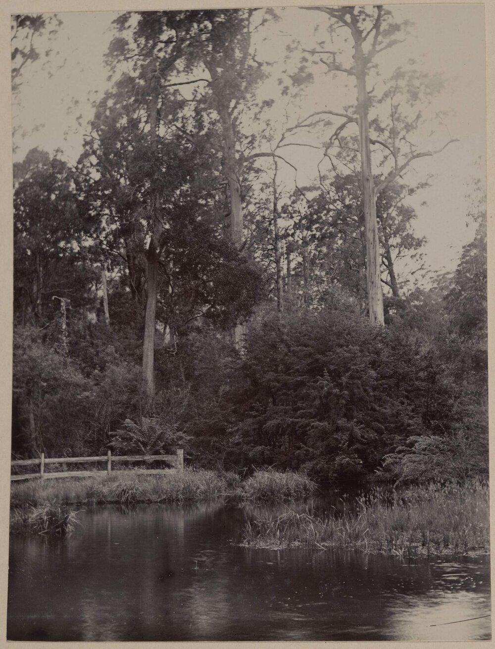 Near the Maroondah River.