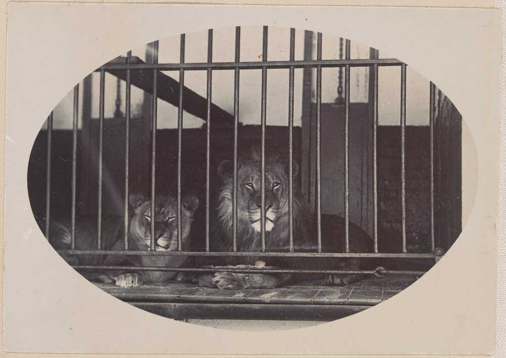 [Two lions in cage]