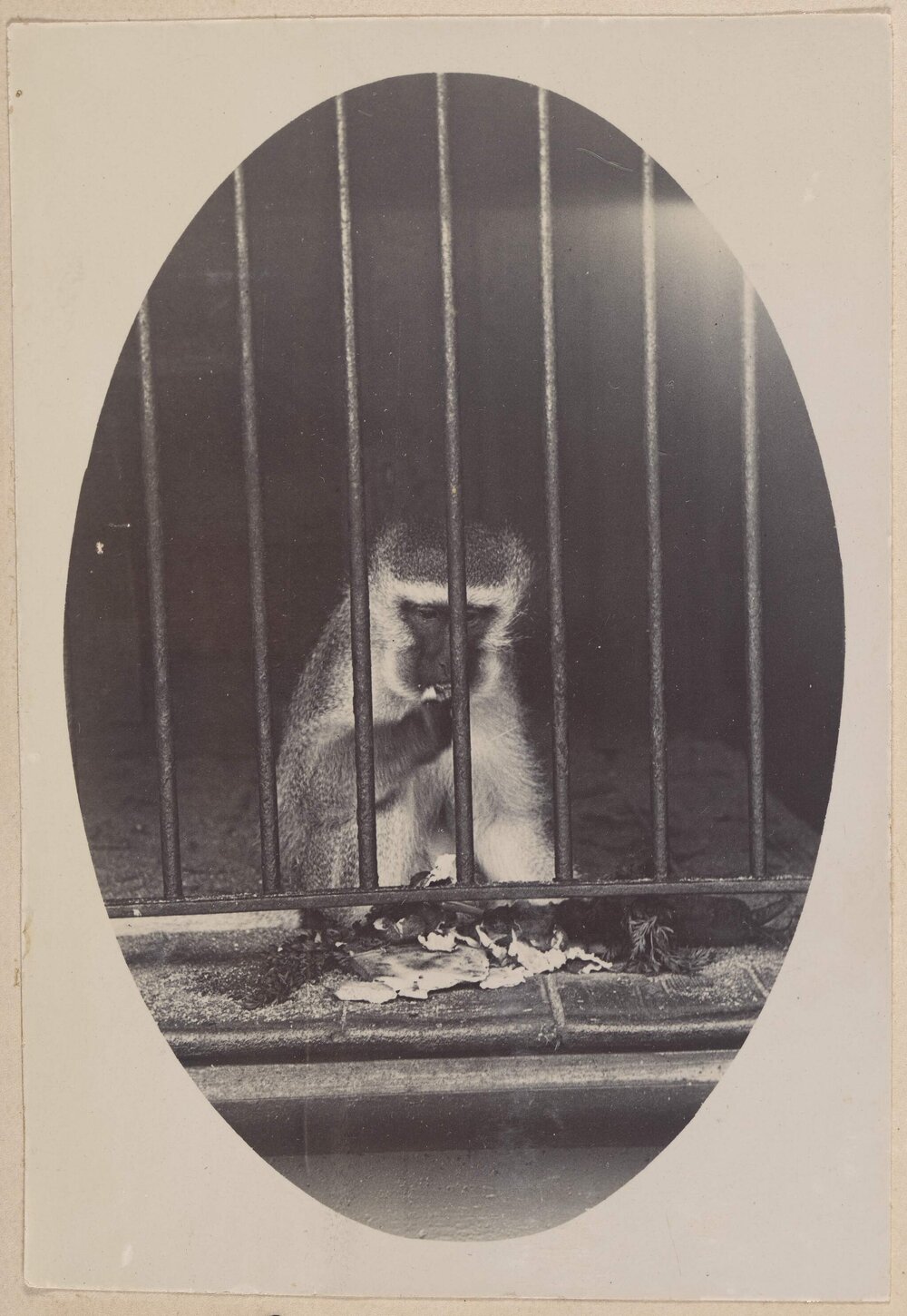 [Monkey in cage eating food]