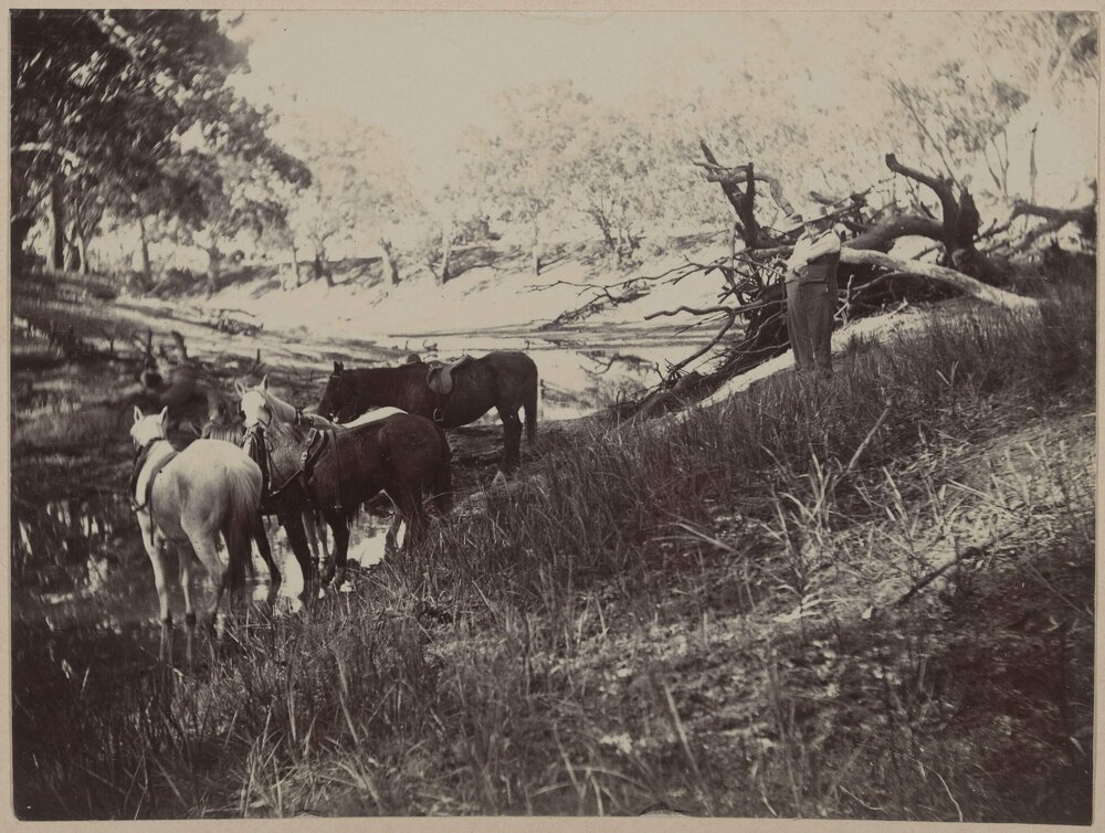 Watering the horses on the Wakool