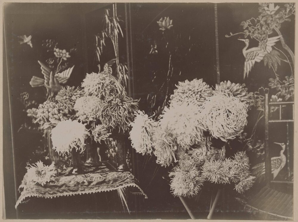 Specially cultivated and ordiinary chrysanthemums