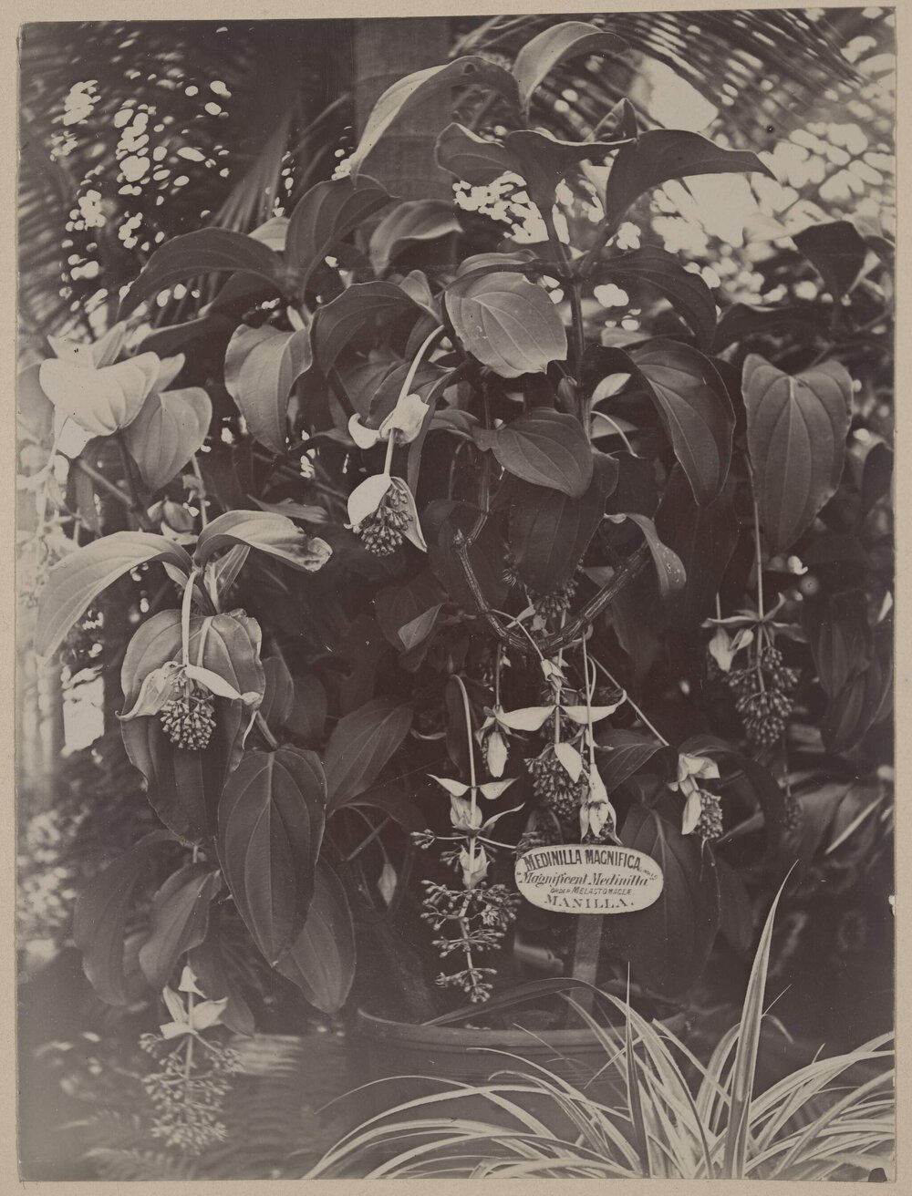 The pride of the gardens