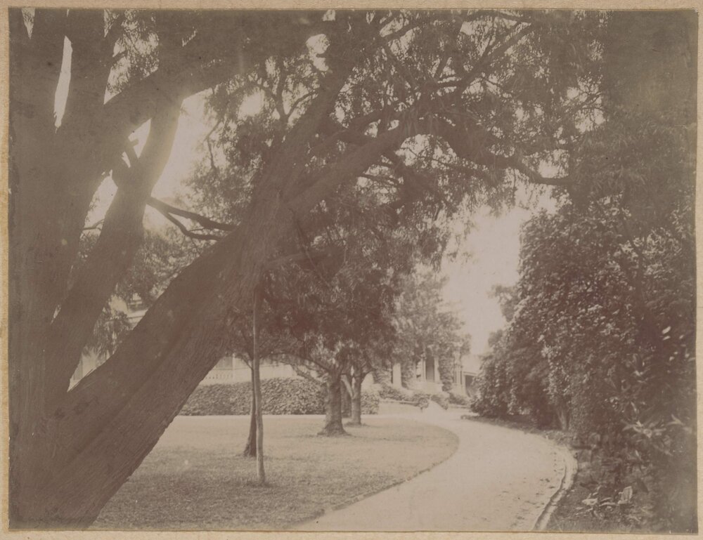 [A section of the garden at Montalto, Orrong Road, Toorak]