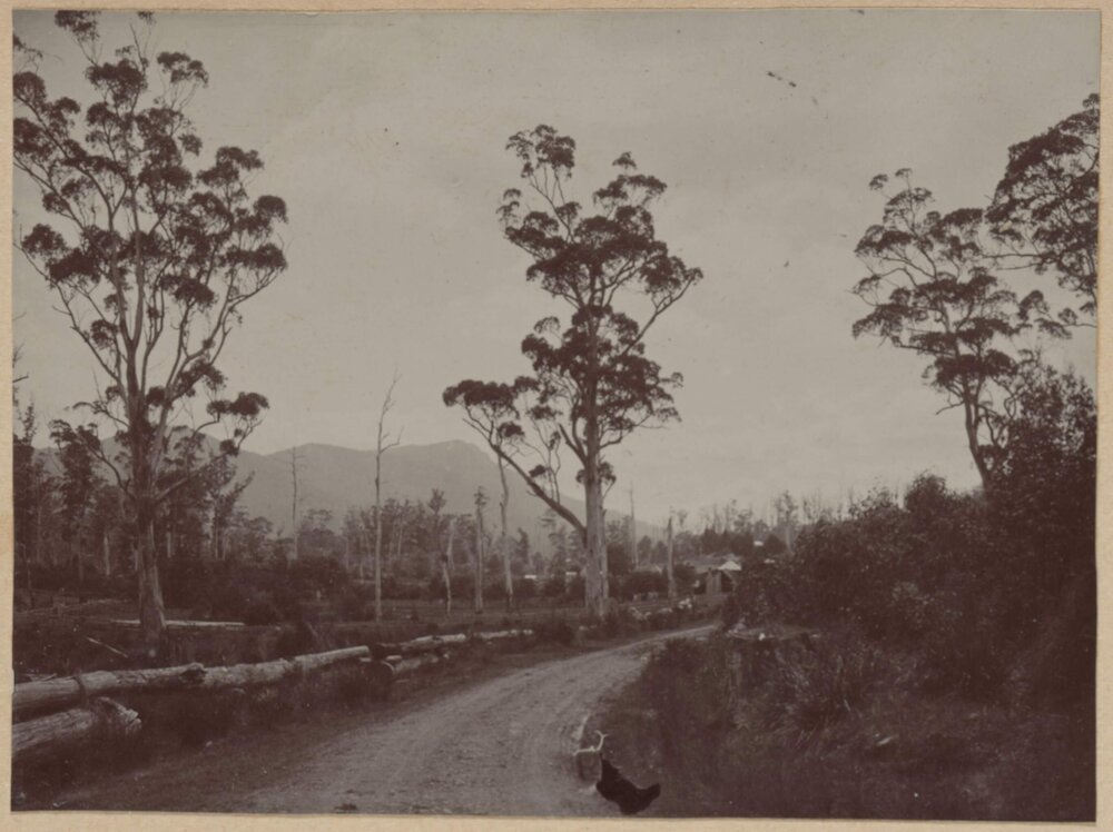 [Road through trees]