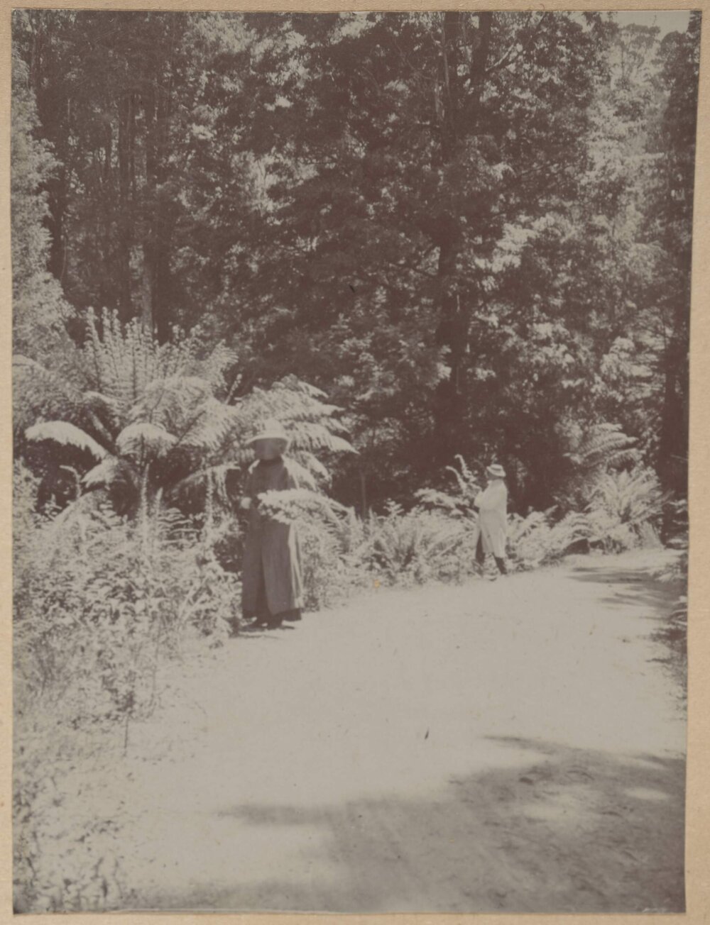 [Man and woman observing ferns]