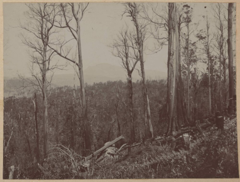 [Bare trees overlooking forest]