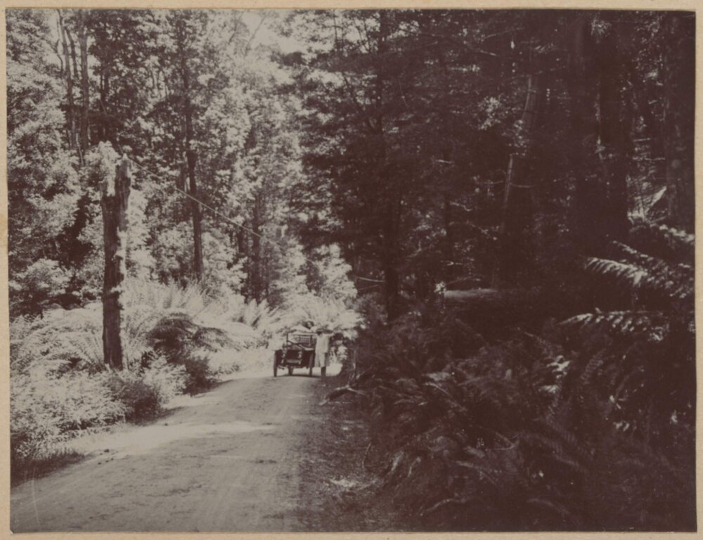 [Driving through forest]