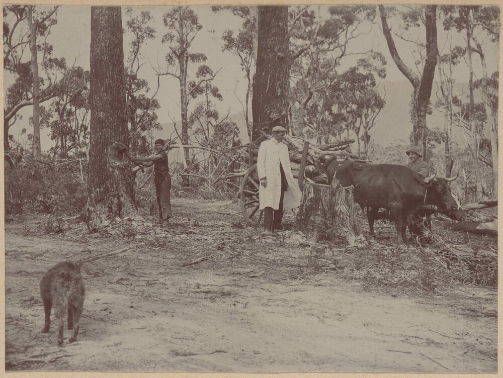 [Man standing next to bull]