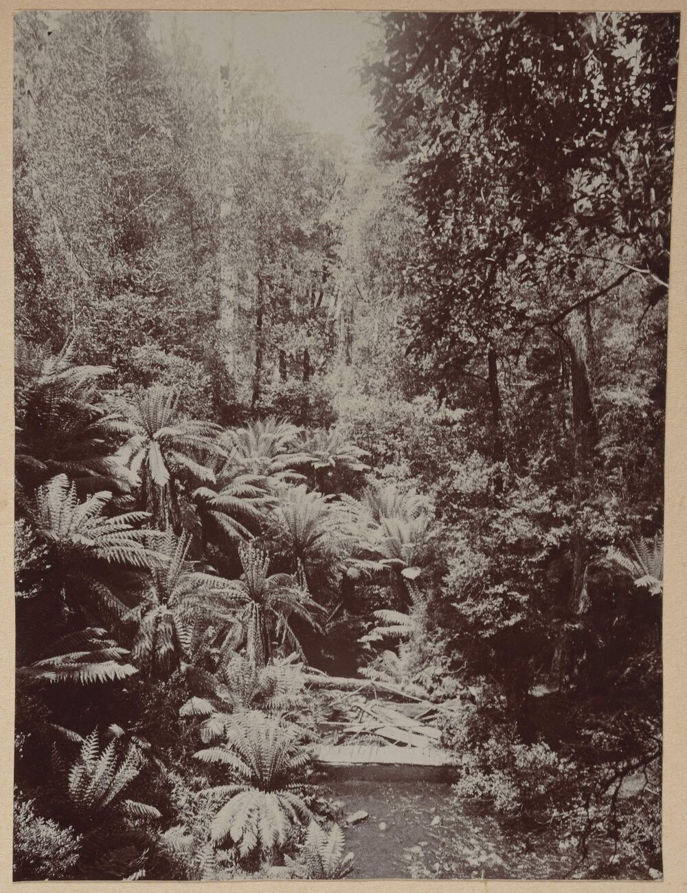 [Ferns growing in forest]
