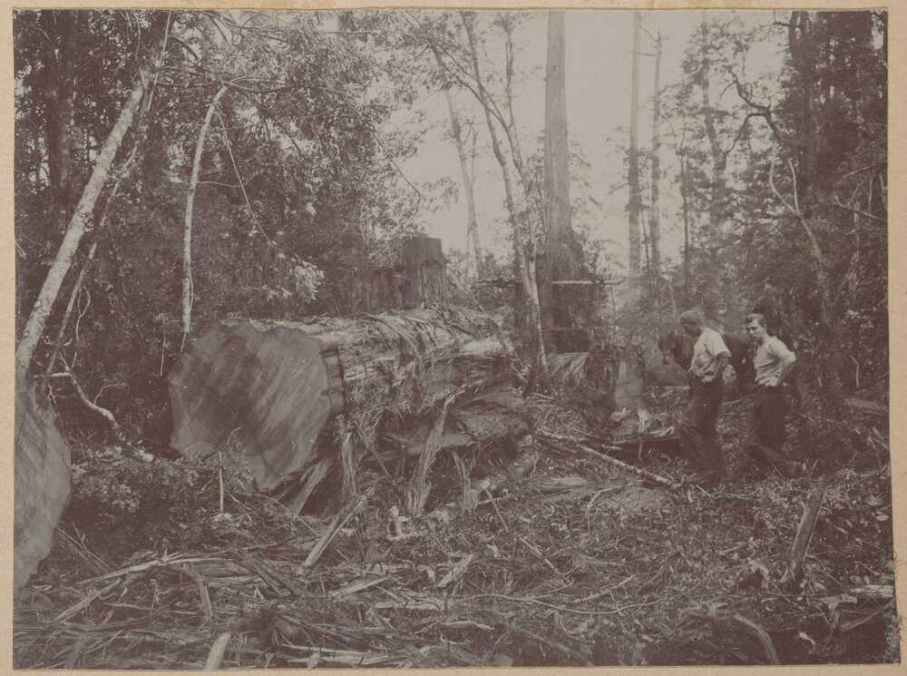 [Two men standing next to logged tree trunk]