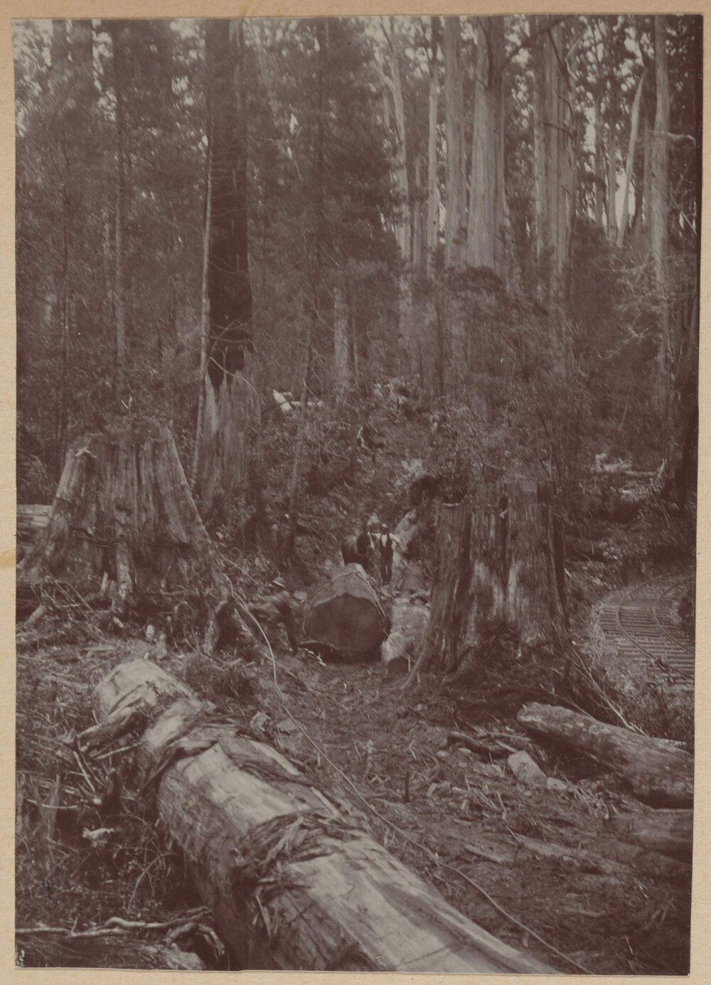 [Logged tree trunks]