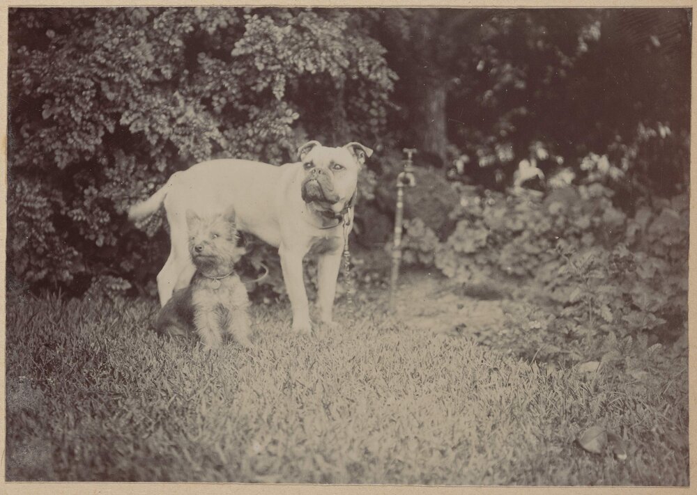 [Caesar in the garden at Miegunyah]