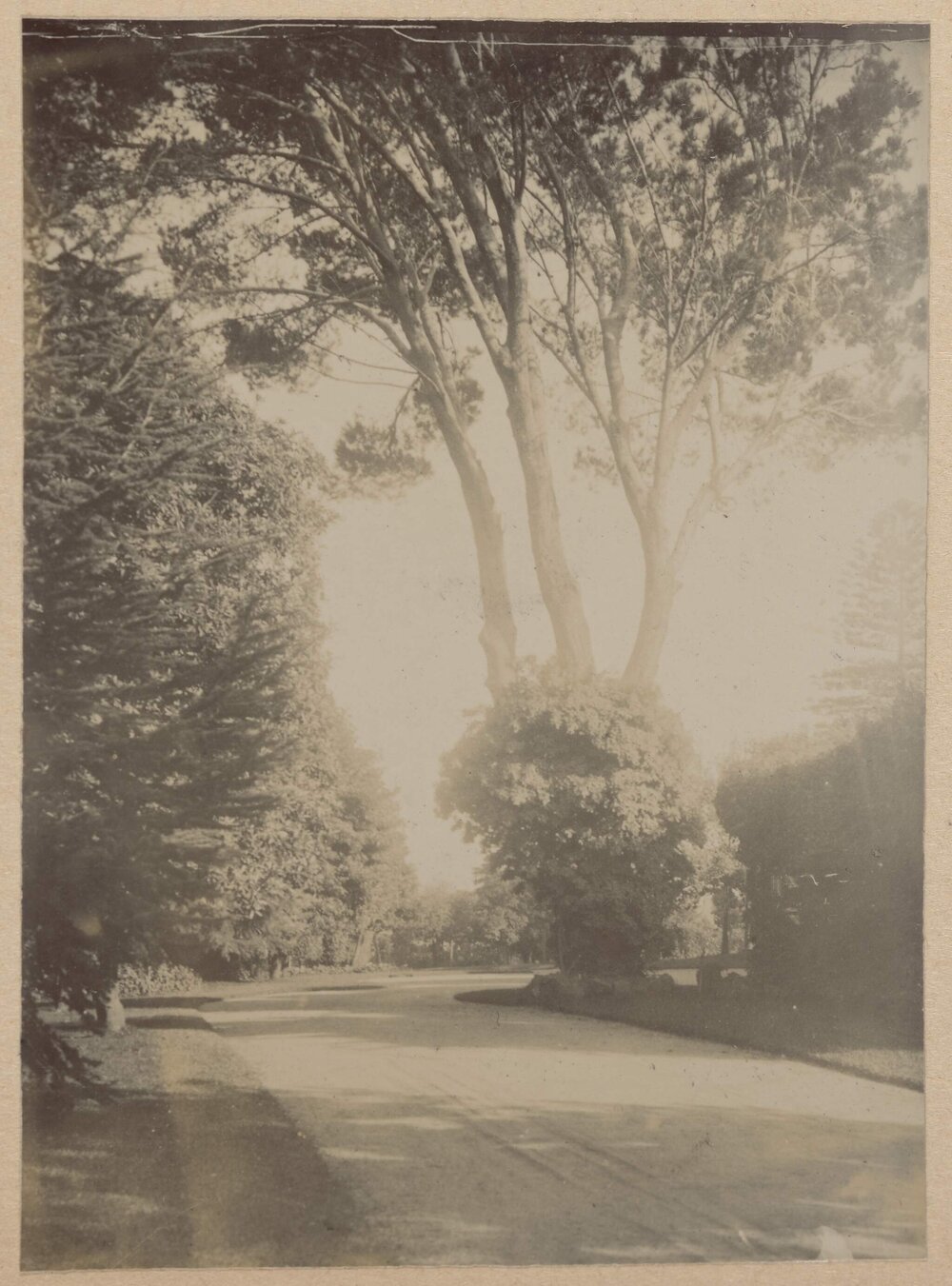 [A section of the garden at Miegunyah]