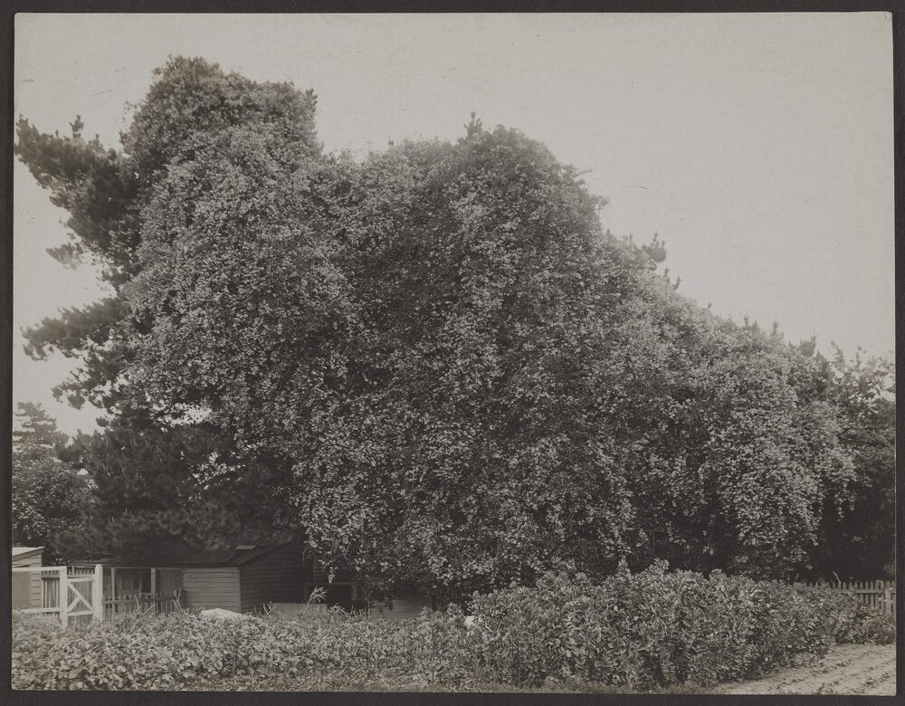 [Overgrown tree]