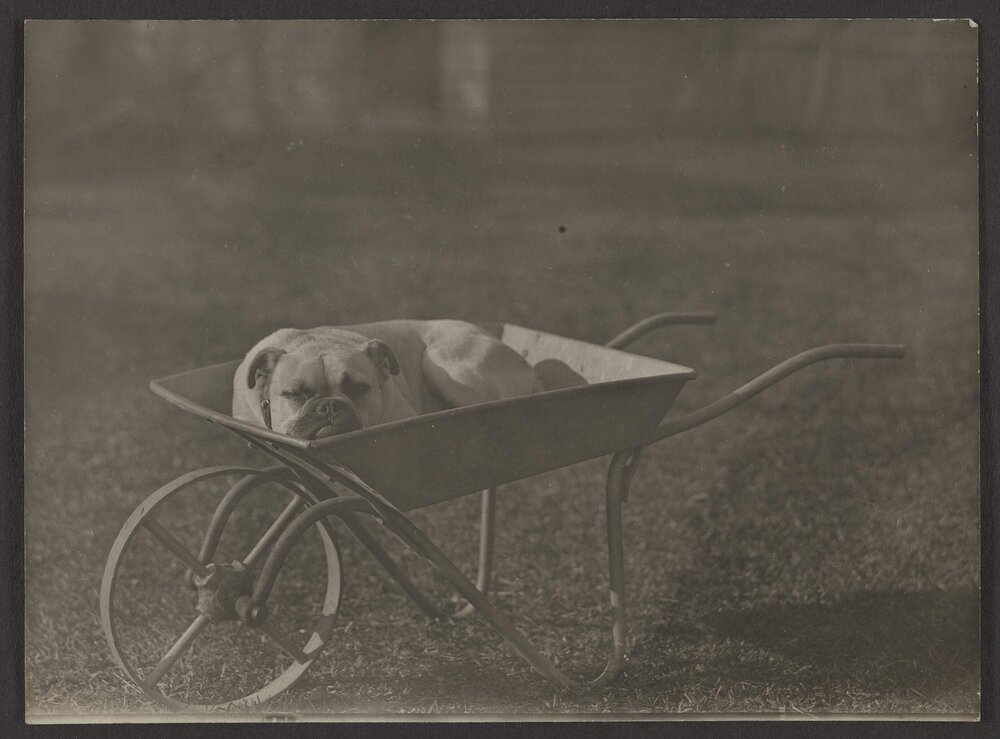 Caesar aged 8 months