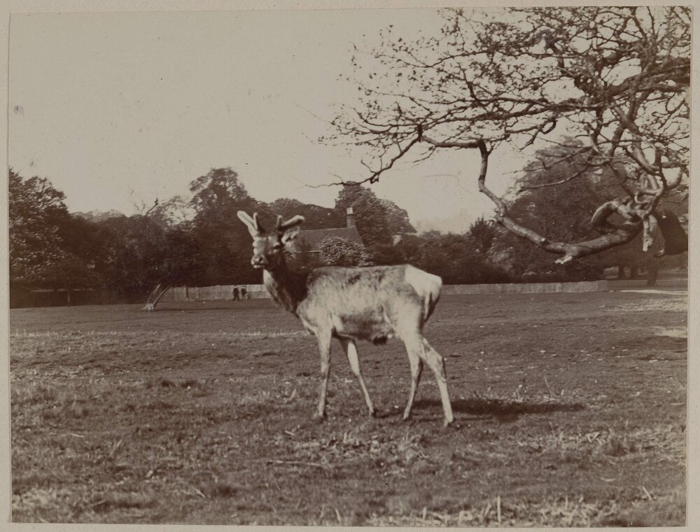 Deer in Richmond Park