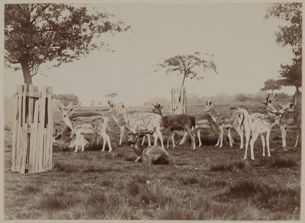 Deer in Richmond Park